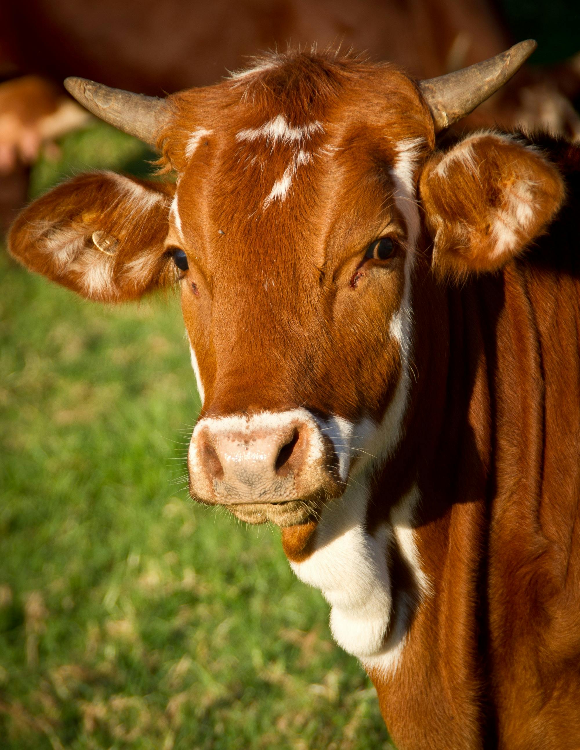 Sapi