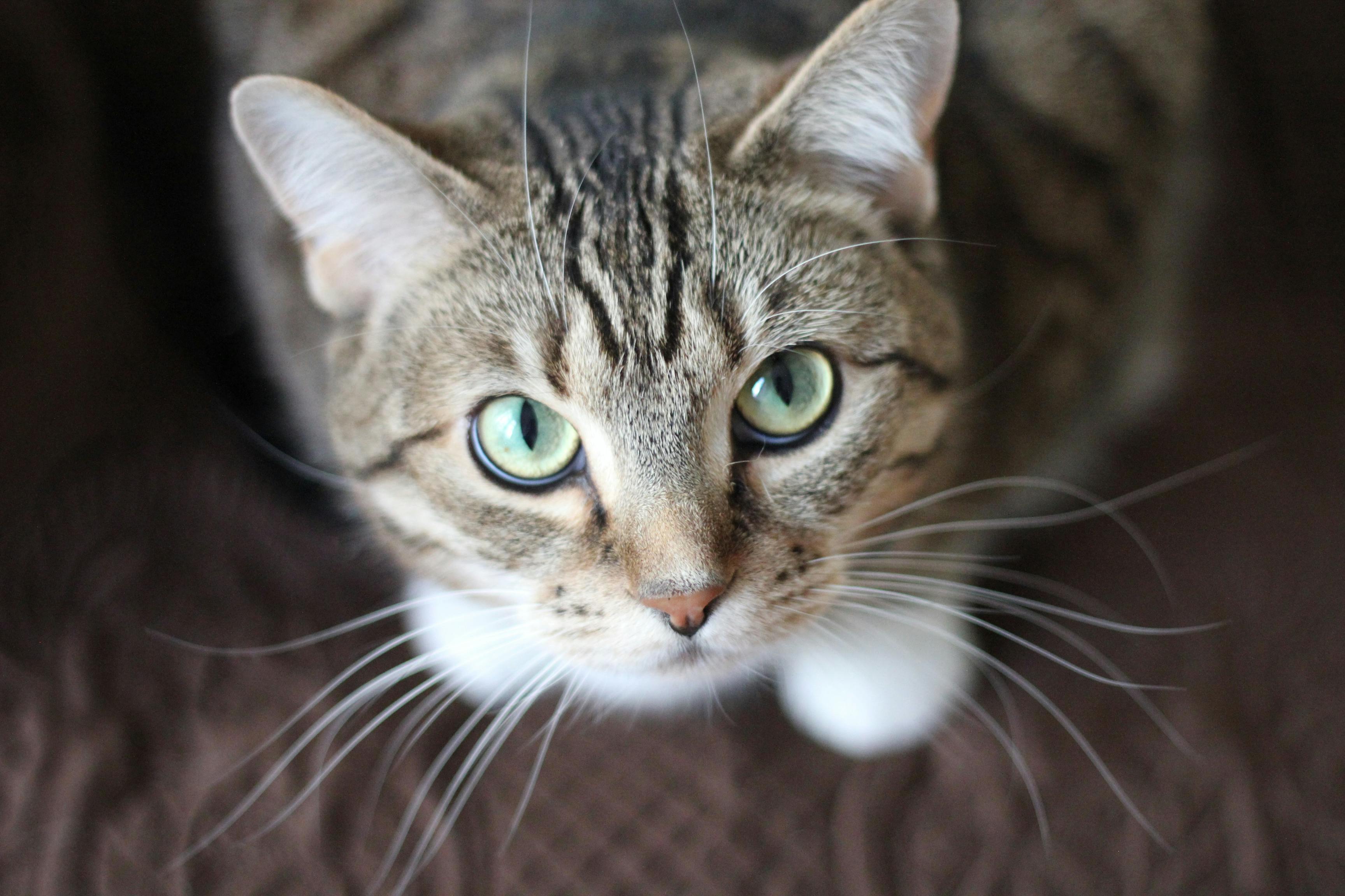 Kucing